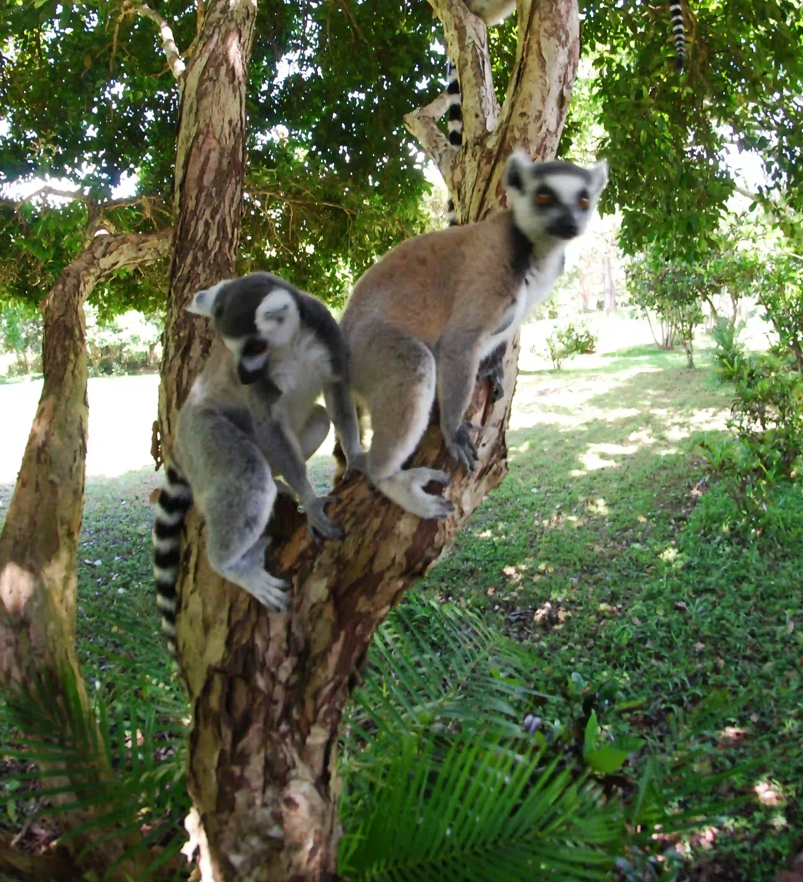 Madagascar