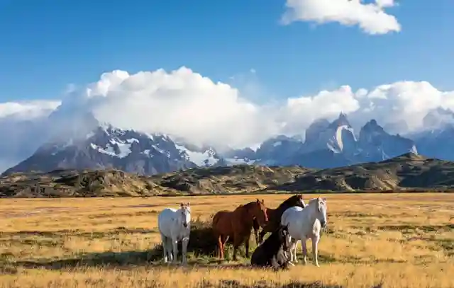 Argentine